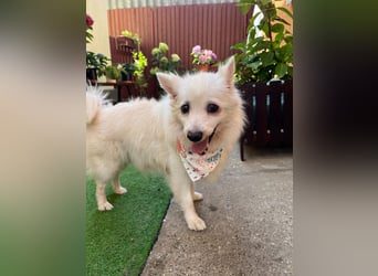 Rosie 2 – Ruhige Spitz-Dame sucht liebevolles Zuhause