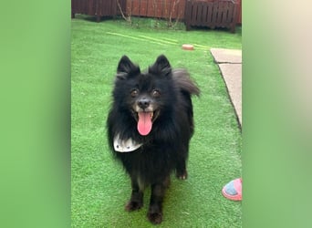 Casper SR – Kleine Maus sucht Herzensmenschen