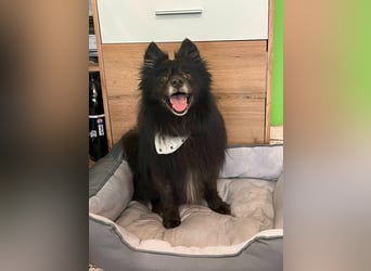 Casper SR – Kleine Maus sucht Herzensmenschen