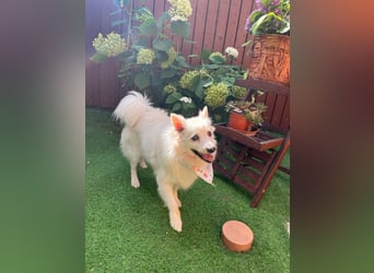 Rosie 2 – Ruhige Spitz-Dame sucht liebevolles Zuhause