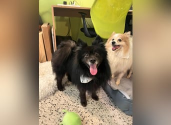 Casper SR – Kleine Maus sucht Herzensmenschen