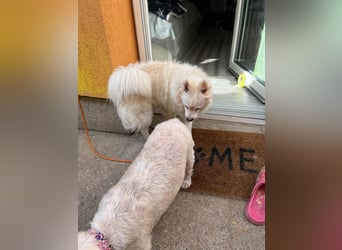 Rosie 2 – Ruhige Spitz-Dame sucht liebevolles Zuhause