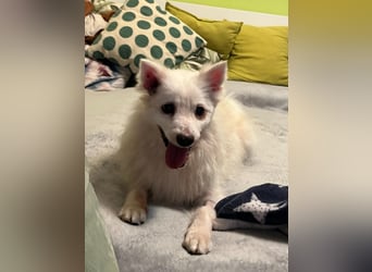 Rosie 2 – Ruhige Spitz-Dame sucht liebevolles Zuhause