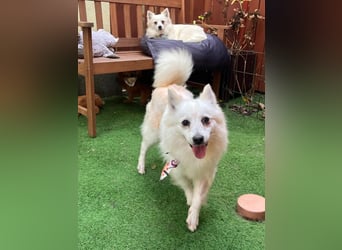 Amy, freundliche Kleinspitz Hündin geb. 2019