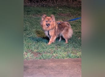 Dory, süße Kleinspitzhündin geb. 2020