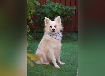 Dave, hübscher freundlicher Kleinspitz