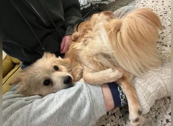 Rusty, freundlicher, aufgeschlossener Kleinspitzjunge geb. 2024