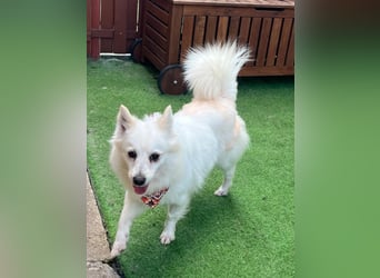 Amy, freundliche Kleinspitz Hündin geb. 2019