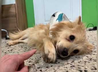 Rusty, freundlicher, aufgeschlossener Kleinspitzjunge geb. 2024