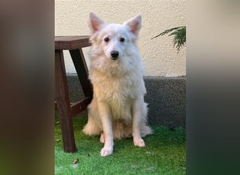 Timm, schüchterner und agiler Kleinspitz, geb. 03/2022