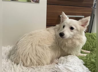 Timm, schüchterner und agiler Kleinspitz, geb. 03/2022