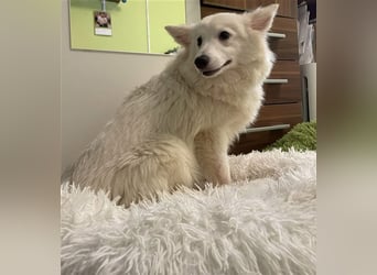 Timm, schüchterner und agiler Kleinspitz, geb. 03/2022