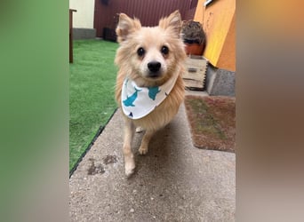 Rusty, freundlicher, aufgeschlossener Kleinspitzjunge geb. 2024