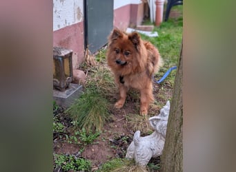 Dory, süße Kleinspitzhündin geb. 2020