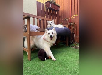 Amy, freundliche Kleinspitz Hündin geb. 2019