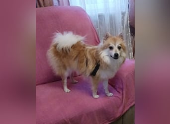 Wanda, süßes Kleinspitzmädchen geb.2025