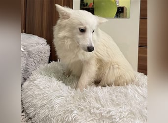 Timm, schüchterner und agiler Kleinspitz, geb. 03/2022