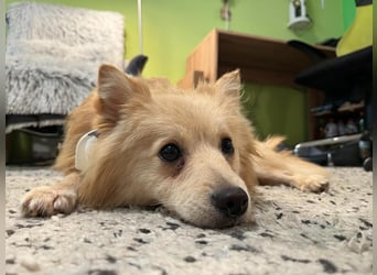 Rusty, freundlicher, aufgeschlossener Kleinspitzjunge geb. 2024