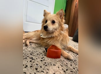 Rusty, freundlicher, aufgeschlossener Kleinspitzjunge geb. 2024