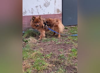 Dory, süße Kleinspitzhündin geb. 2020