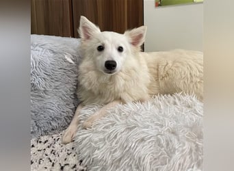 Timm, schüchterner und agiler Kleinspitz, geb. 03/2022