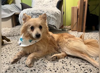 Rusty, freundlicher, aufgeschlossener Kleinspitzjunge geb. 2024