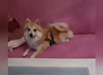 Wanda, süßes Kleinspitzmädchen geb.2025