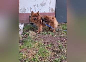 Dory, süße Kleinspitzhündin geb. 2020