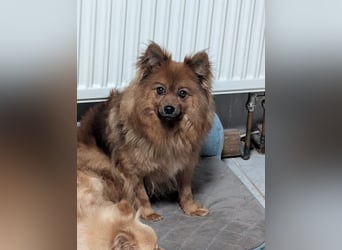 Dory, süße Kleinspitzhündin geb. 2020