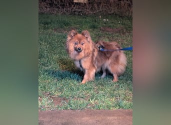 Dory, süße Kleinspitzhündin geb. 2020