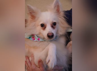 Dave, hübscher freundlicher Kleinspitz