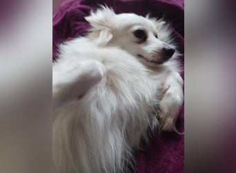 Dave, hübscher freundlicher Kleinspitz