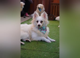 Dave, hübscher freundlicher Kleinspitz