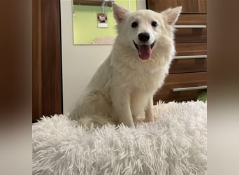 Timm, schüchterner und agiler Kleinspitz, geb. 03/2022