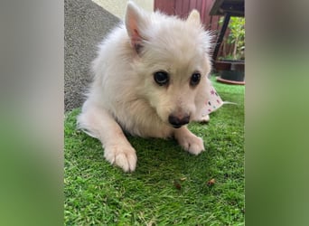 Rosie SR, super süß und freundlich