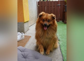 Balu SR - freundlich, verträglich