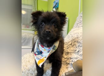 Loki SR - aufgeschlossen, verspielt