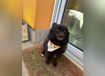 Mable SR- dominant, freundlich