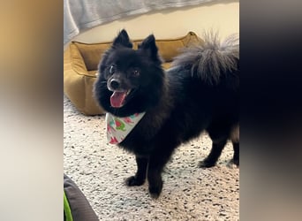 Mable SR- dominant, freundlich