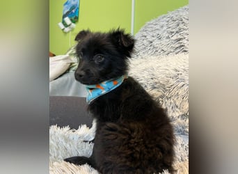 Thor SR - verspielt, freundlich