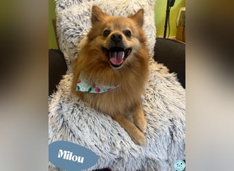 Milou SR - freundlich, aufgeschlossen 