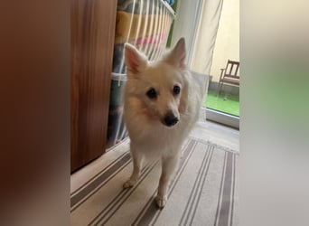 Glory SR - lieb, verschmust