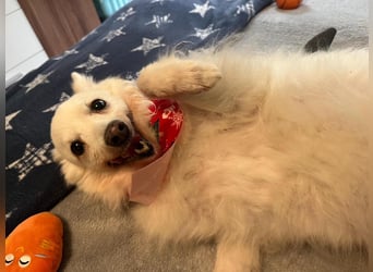 Glory SR - lieb, verschmust