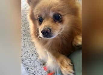 Peanut SR - freundlich, anfangs schüchtern