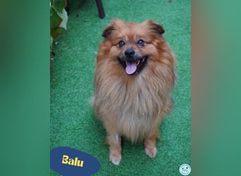 Balu SR - freundlich, verträglich