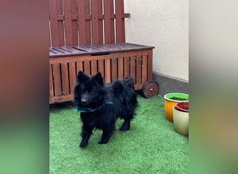 Momo SR - freundlich, verträglich