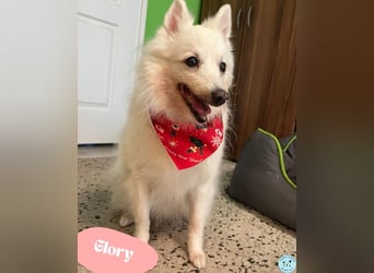 Glory SR - lieb, verschmust