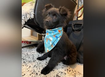 Thor SR - verspielt, freundlich