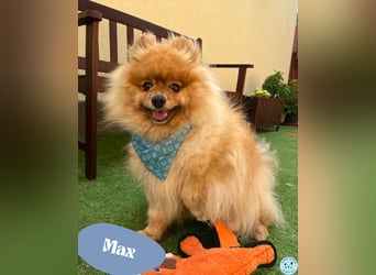 Max - fit und fröhlich