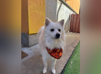 Fynn SR - superfreundlich, verspielt